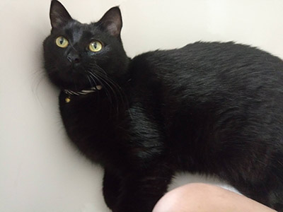 A fat loafy bombay cat named Zipper.